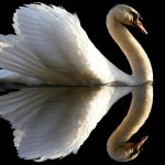 Cygnus Cygnus