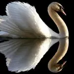 Cygnus Cygnus
