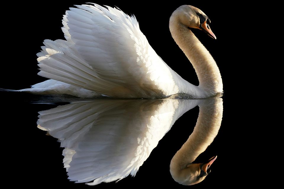 Cygnus Cygnus