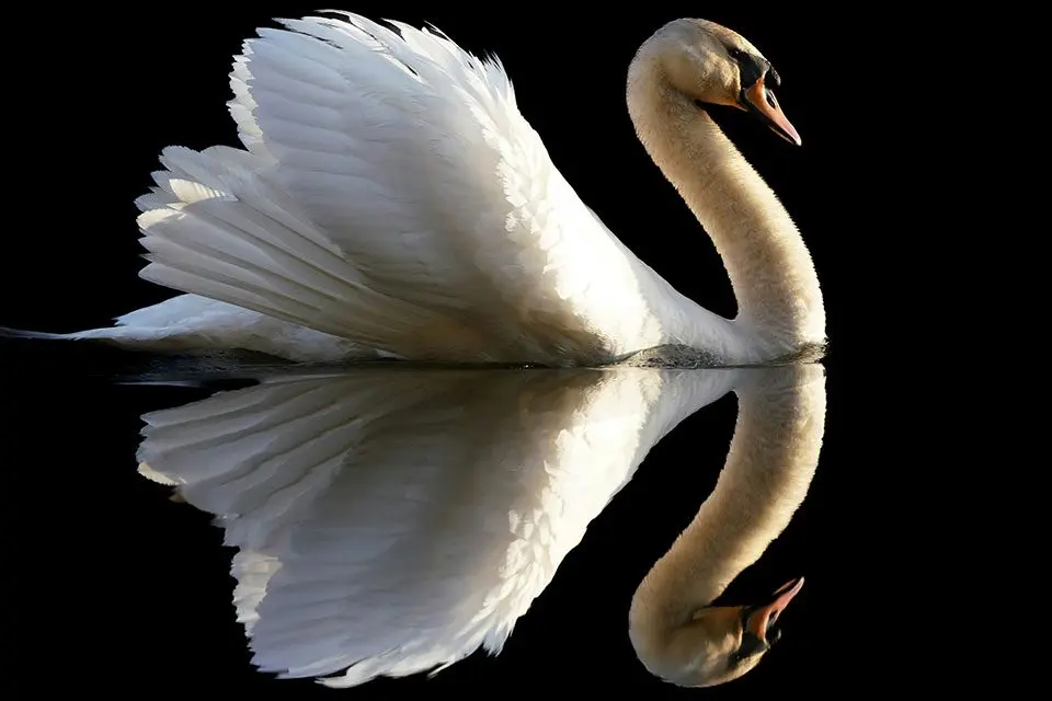 Cygnus Cygnus