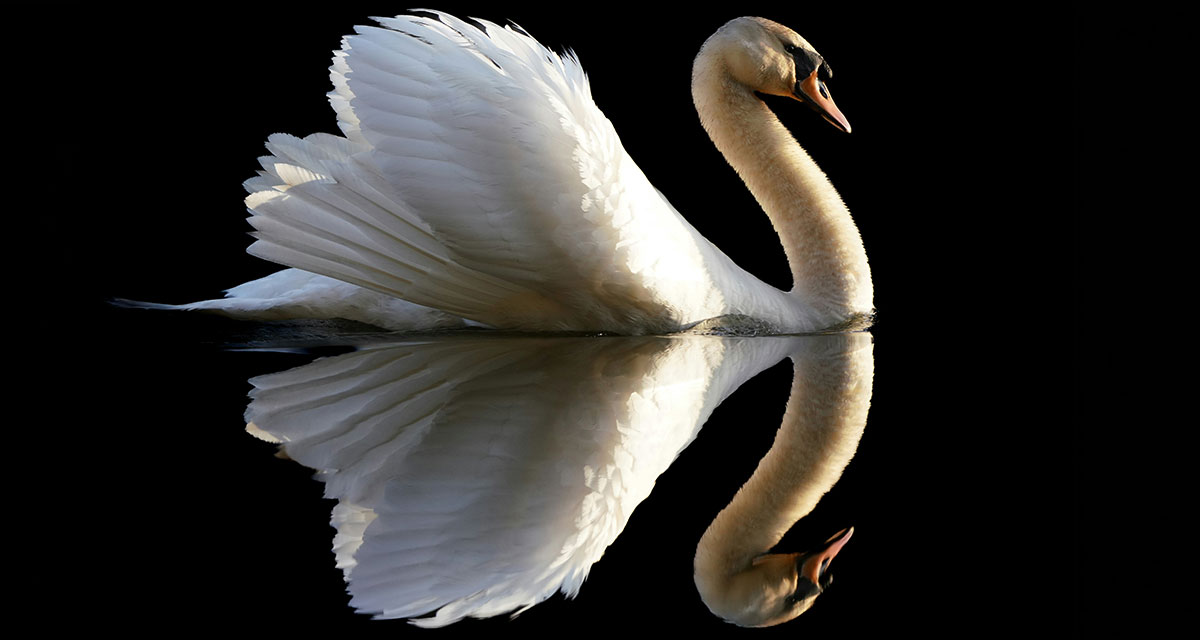 Cygnus Cygnus