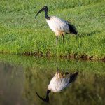 Threskiornis aethiopicus African Sacred Ibis