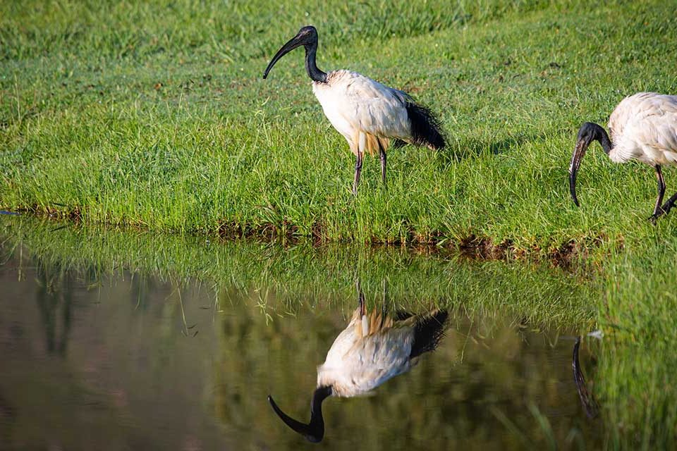 Threskiornis aethiopicus African Sacred Ibis