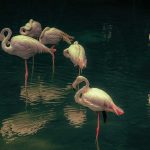 Flamingos