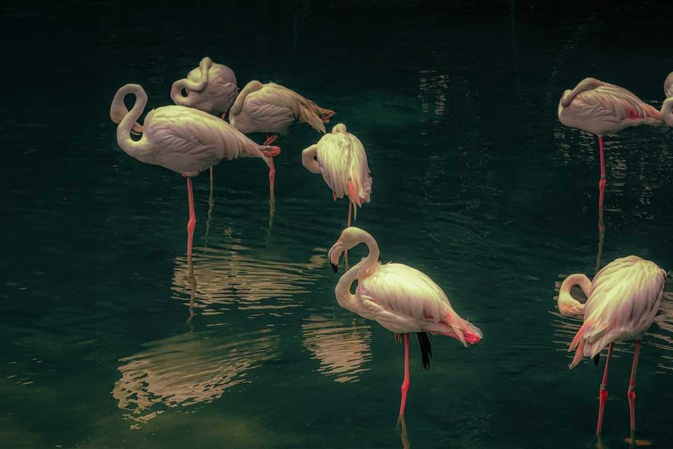 Flamingos