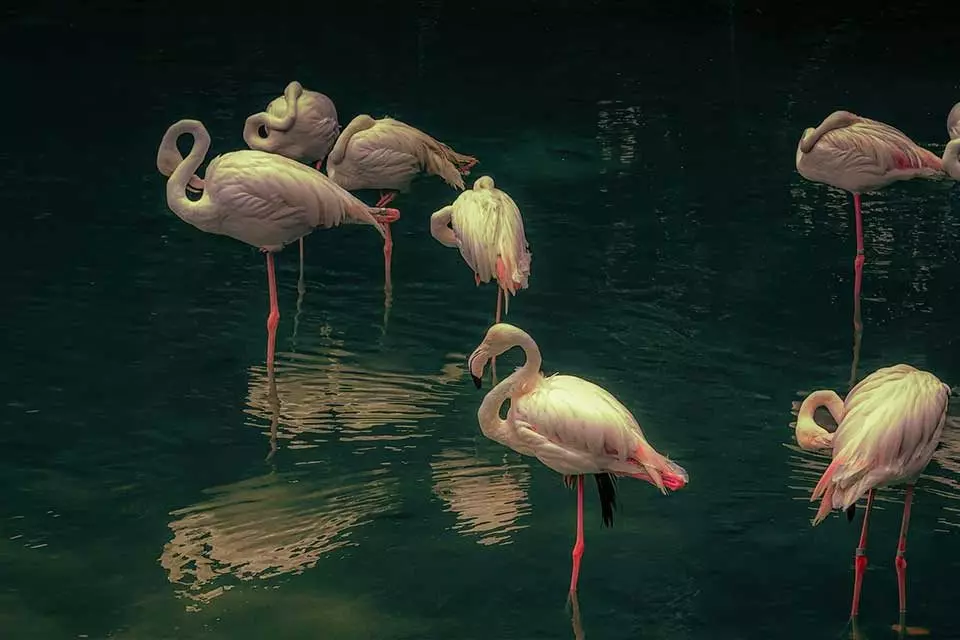 Flamingos