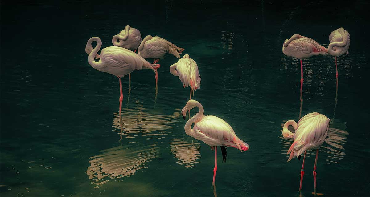 Flamingos