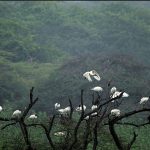 African sacred ibis
