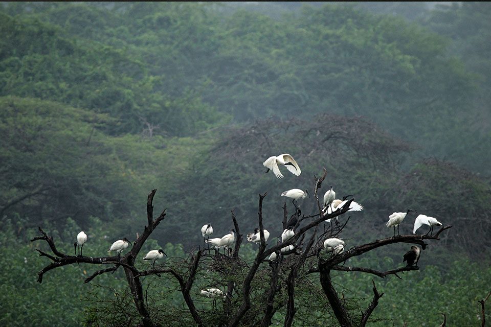 African sacred ibis