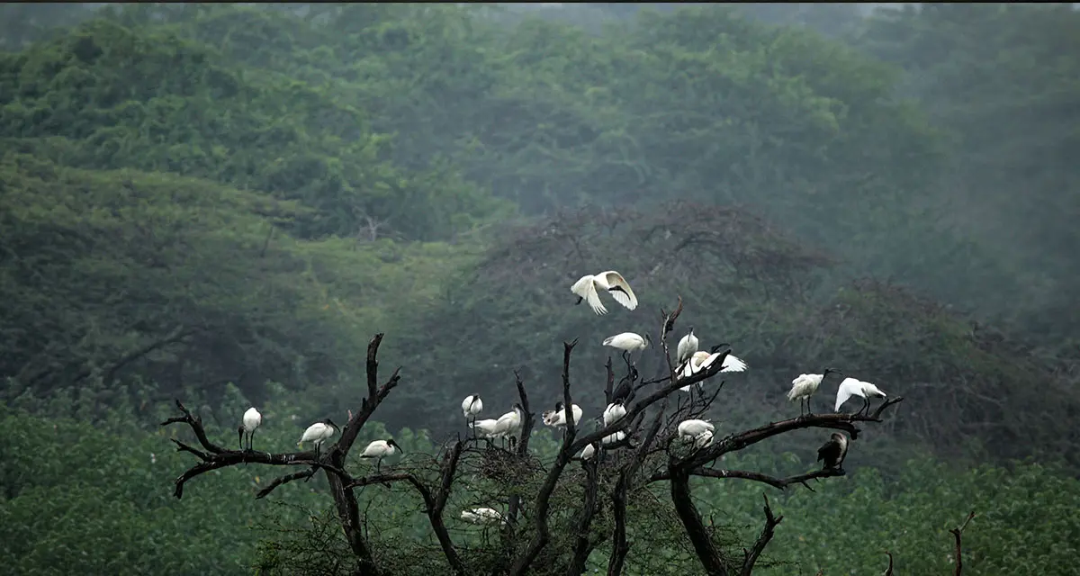 African sacred ibis