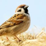 Passer domesticus