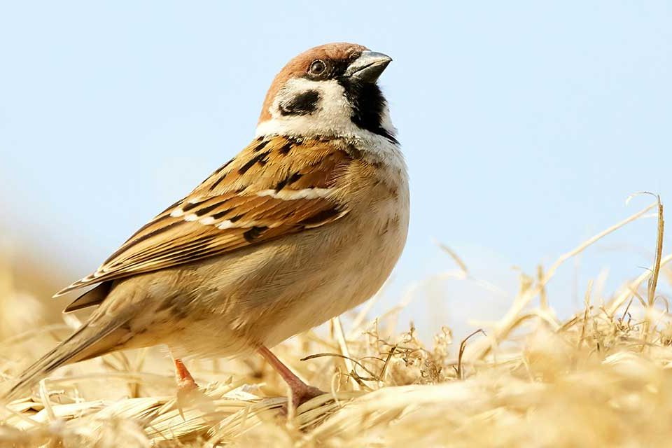 Passer domesticus