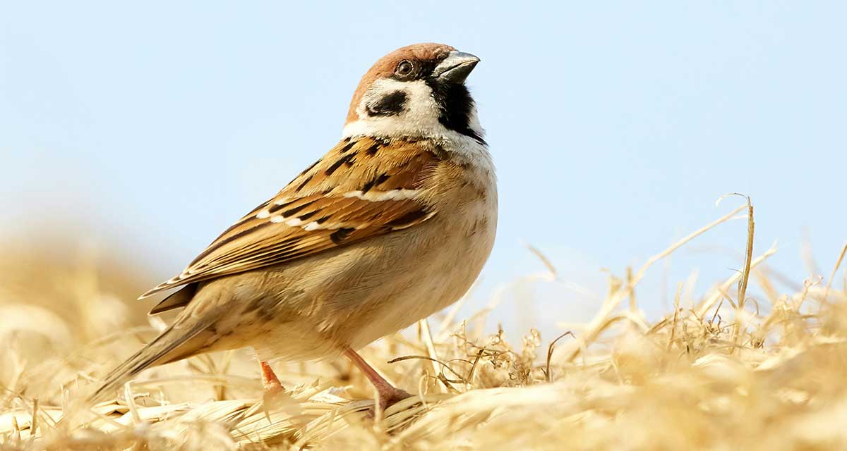 Passer domesticus