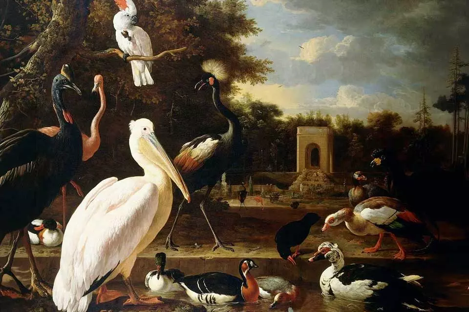 Vogelarten Melchior de Hondeco