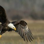 Weisskopfseeadler
