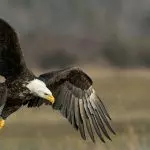 Weißkopfseeadler
