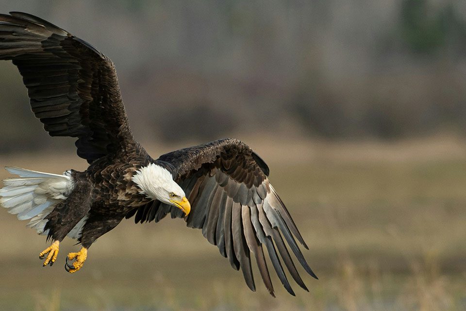Weisskopfseeadler