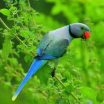 Indian Perrot