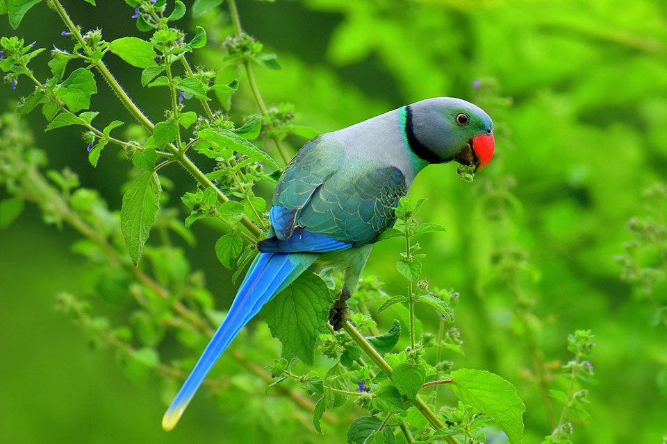 Indian Perrot