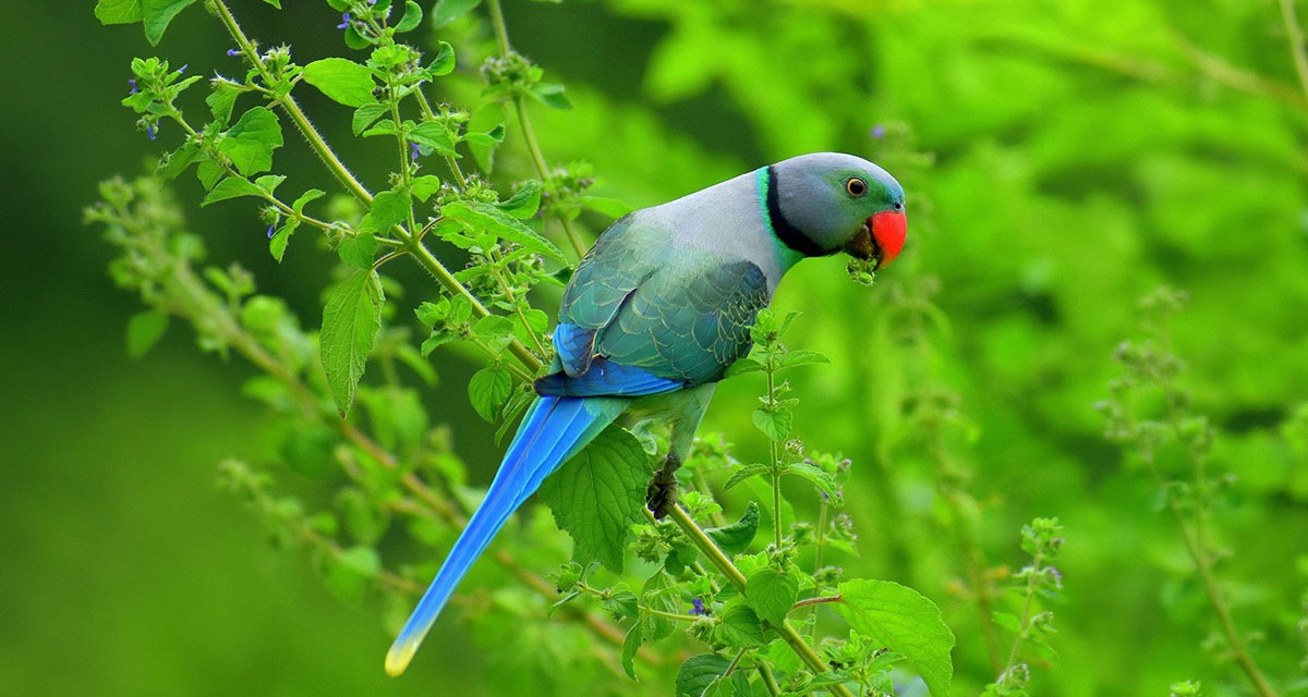 Indian Perrot