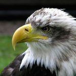 American bald eagle