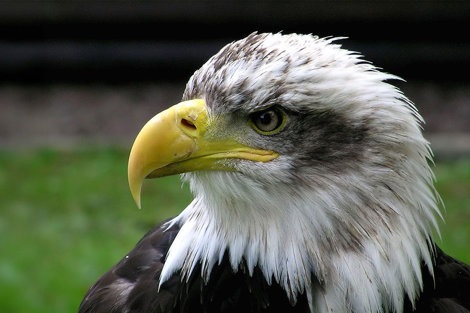 American bald eagle