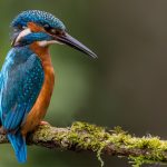 Eisvogel