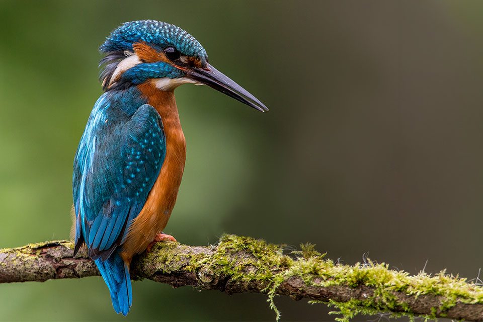 Eisvogel