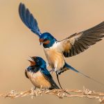 Hirundo rustica
