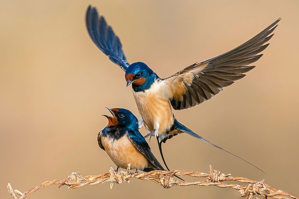 Hirundo rustica