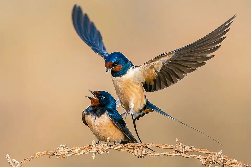 Hirundo rustica