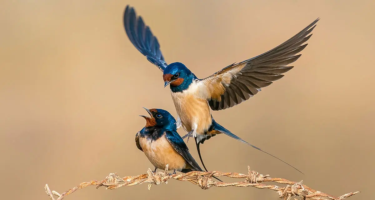 Hirundo rustica