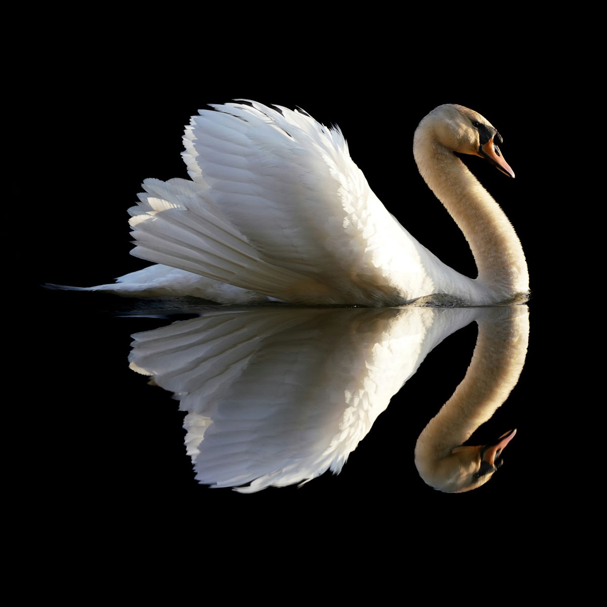 Swan