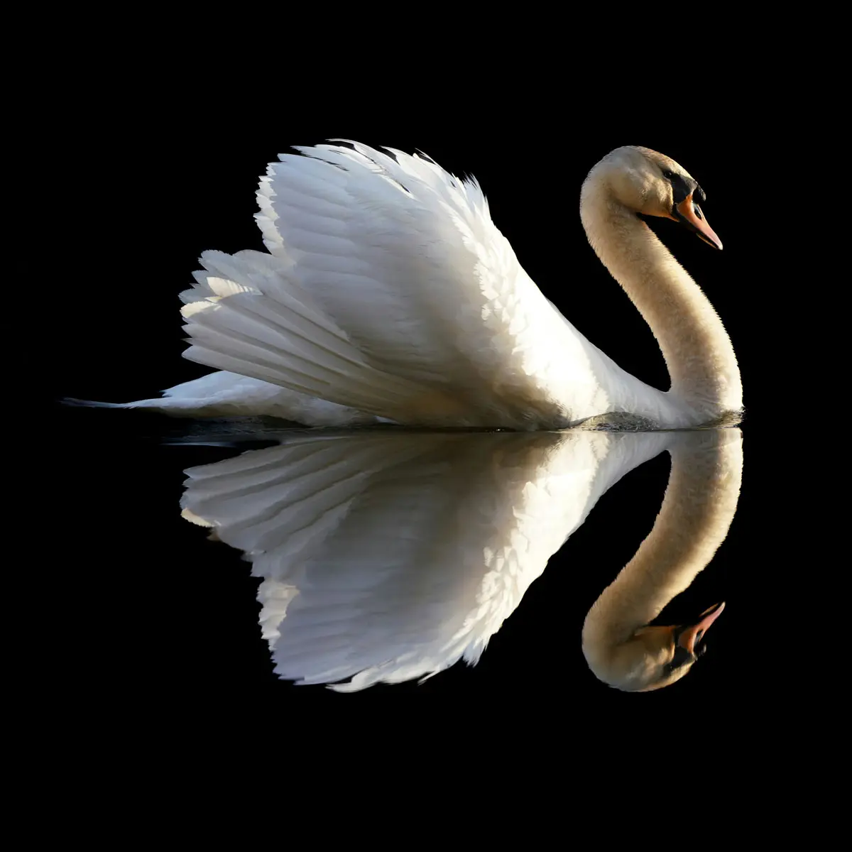 Swan